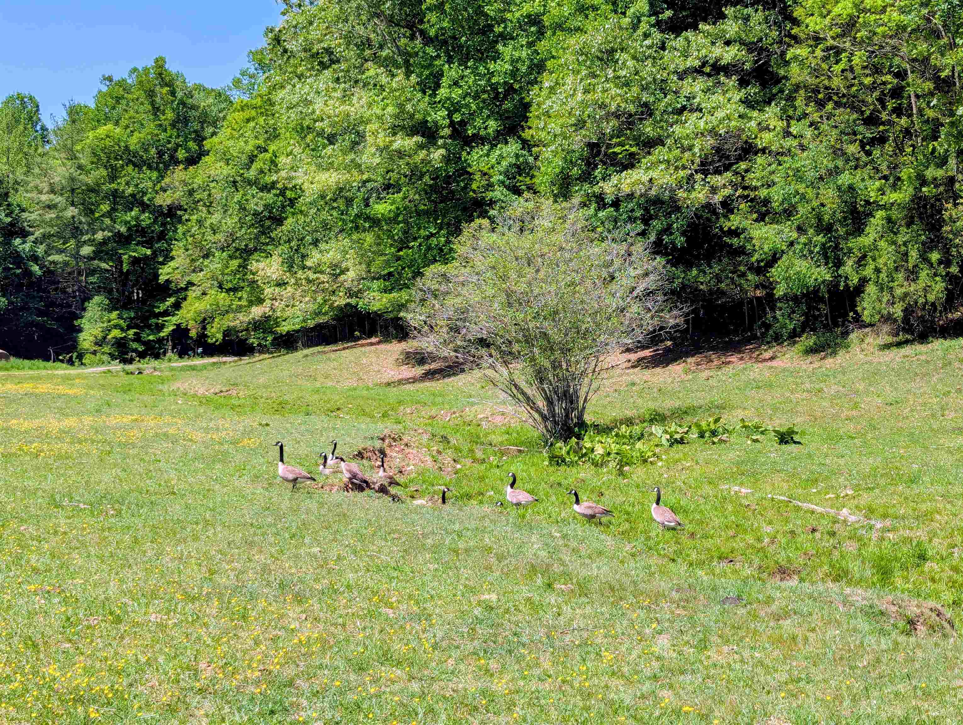 261 Newmantown Road Dugspur VA 24325