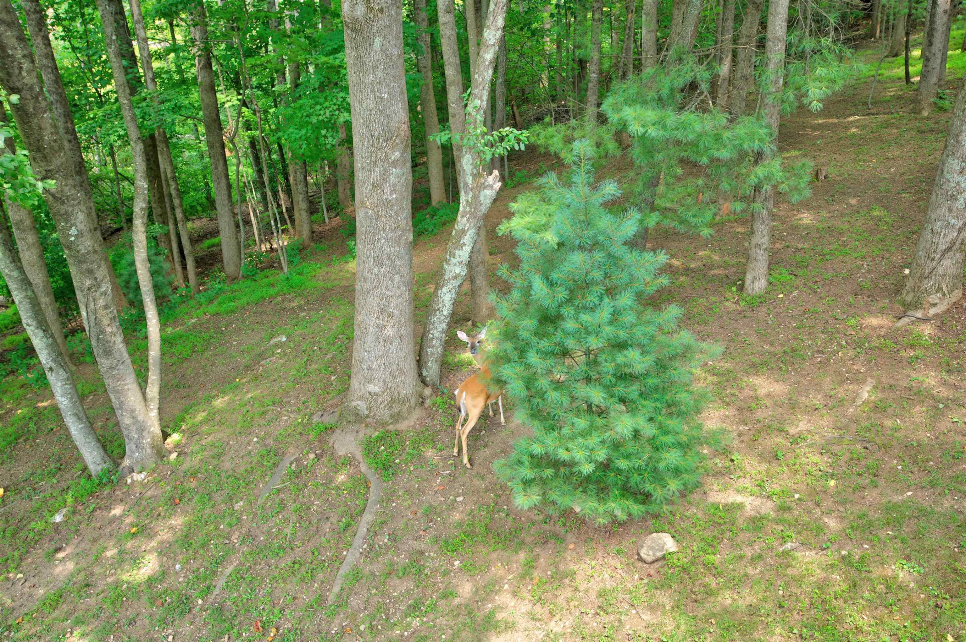 388 Southern View Trail Fancy Gap VA 24328