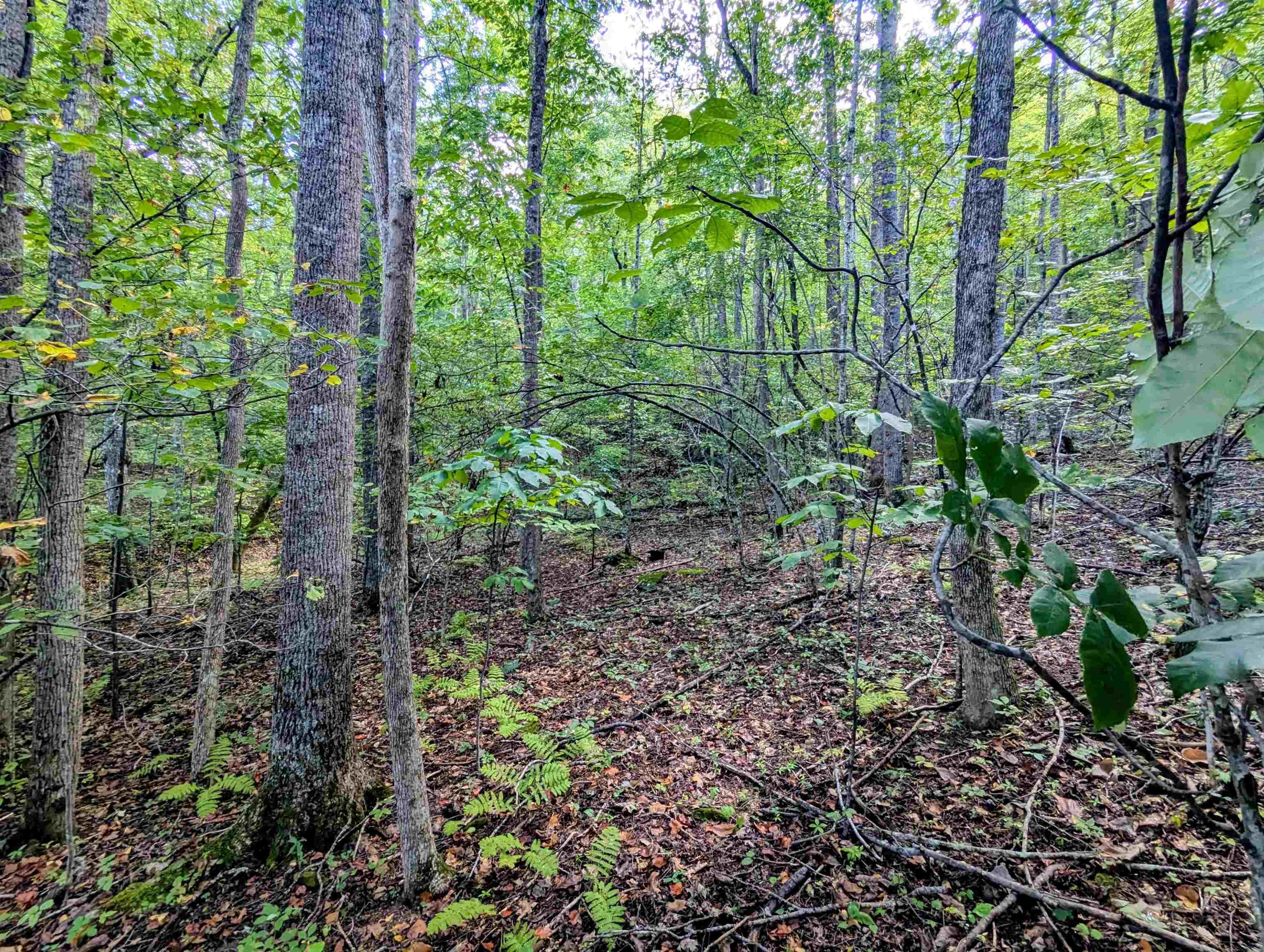 1705 Barberry Road Floyd VA 24091