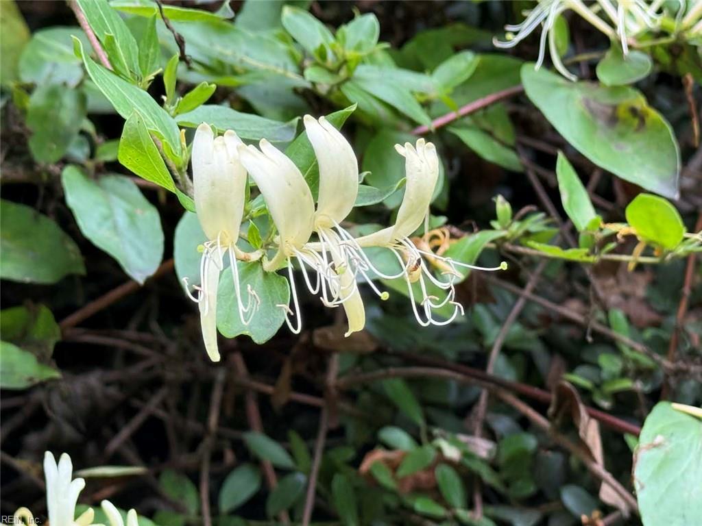 229 Tyler Brooks Drive Williamsburg VA 23185