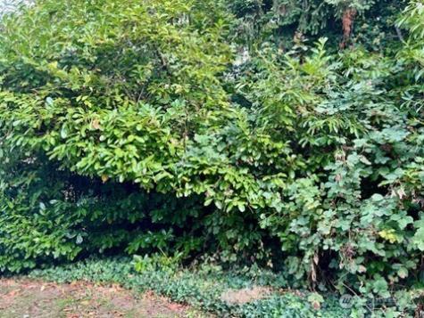 14200 SE 6th Street Bellevue WA 98007