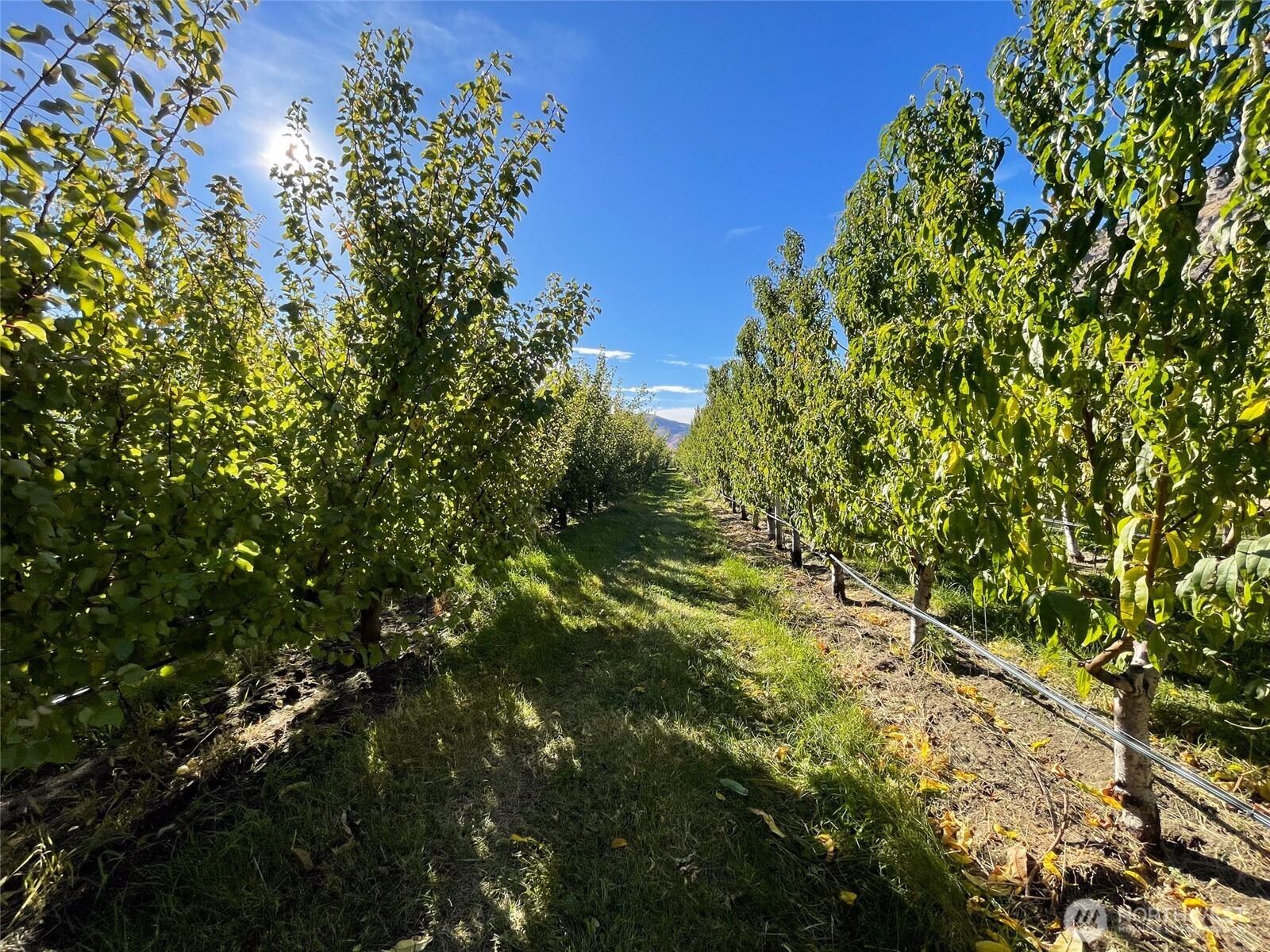263 Oliver Lane Chelan WA 98816