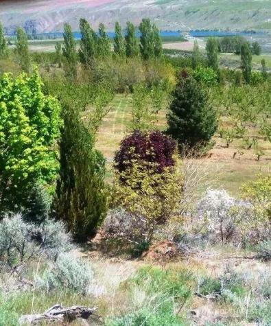 501 Jack Wells Road Bridgeport WA 98813