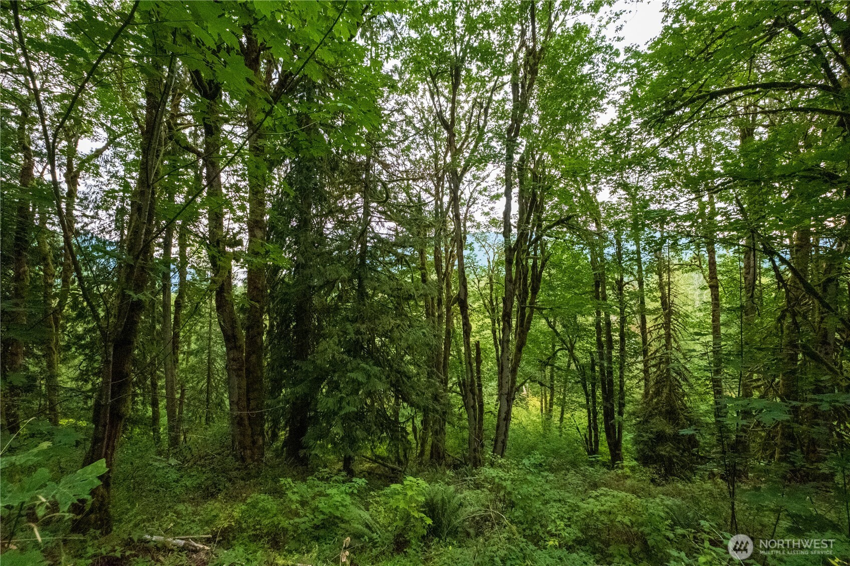 245 SE 146th Street Issaquah WA 98027