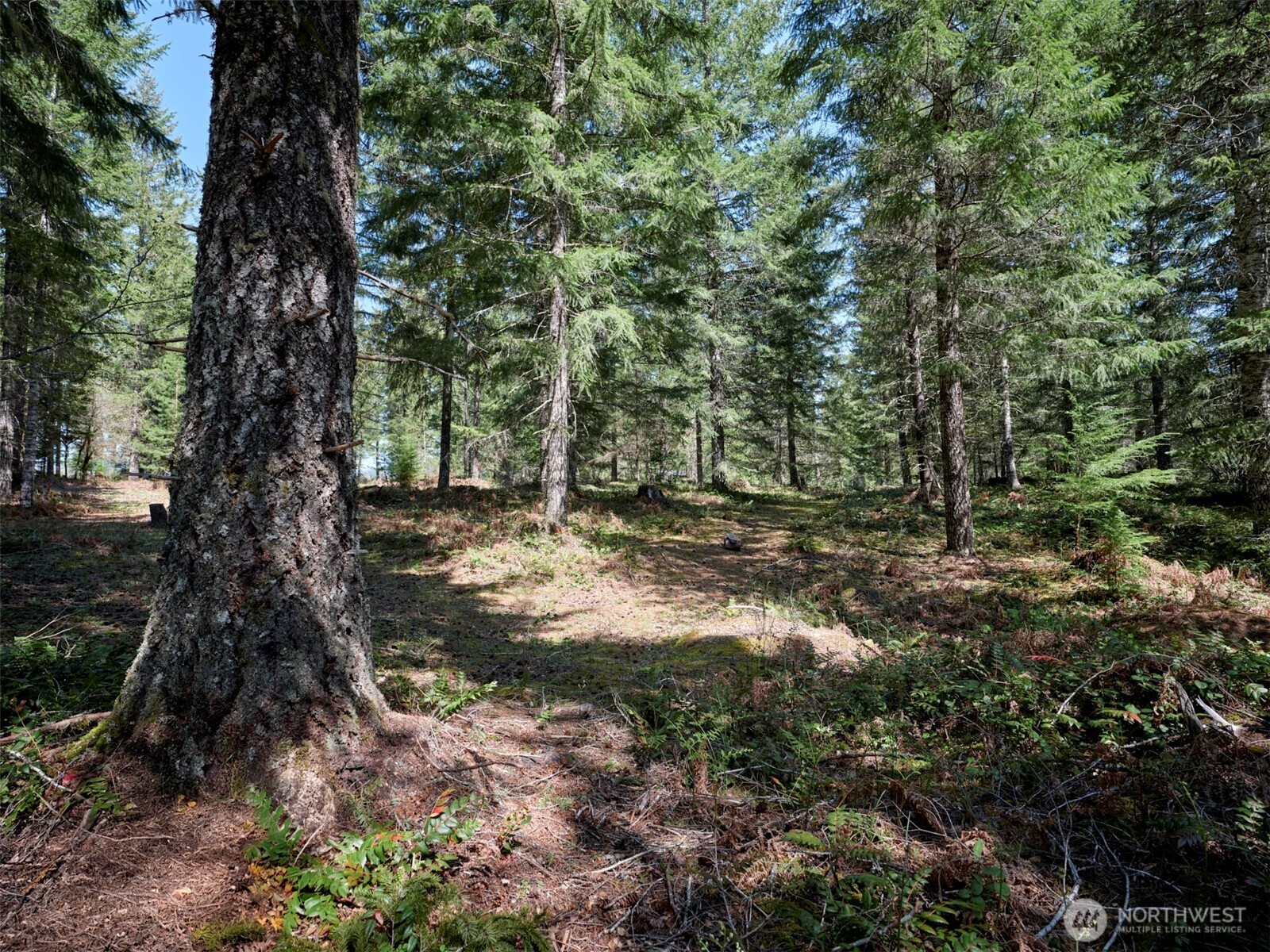 2 Loowit Lane Cougar WA 98616