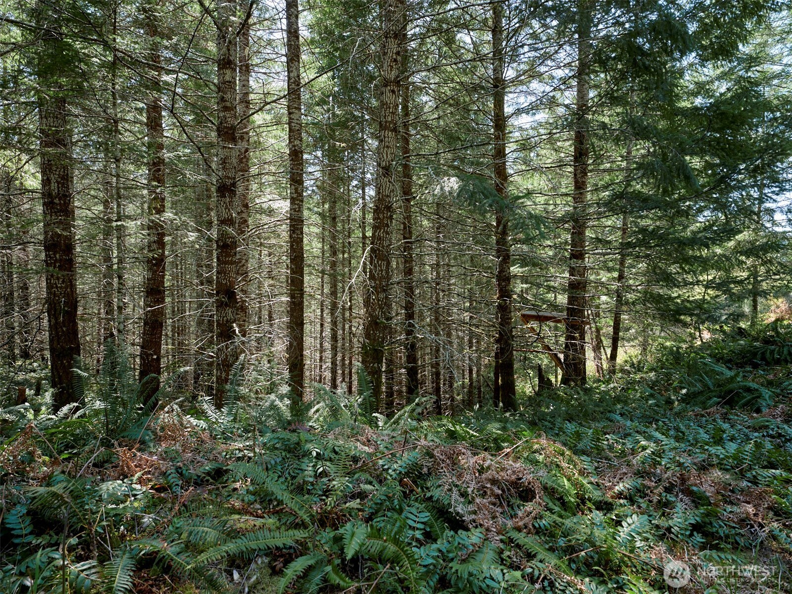 2 Loowit Lane Cougar WA 98616