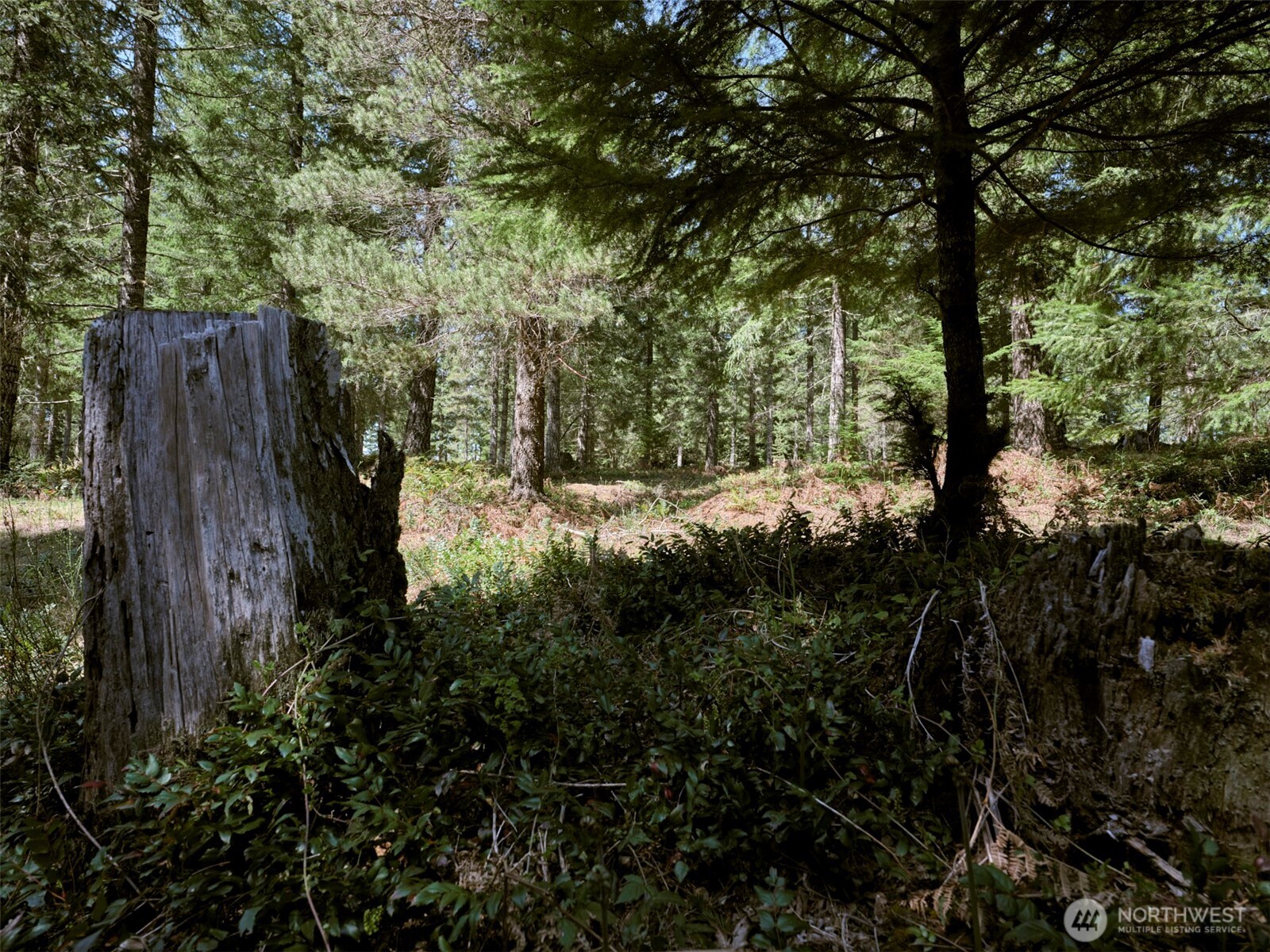 2 Loowit Lane Cougar WA 98616
