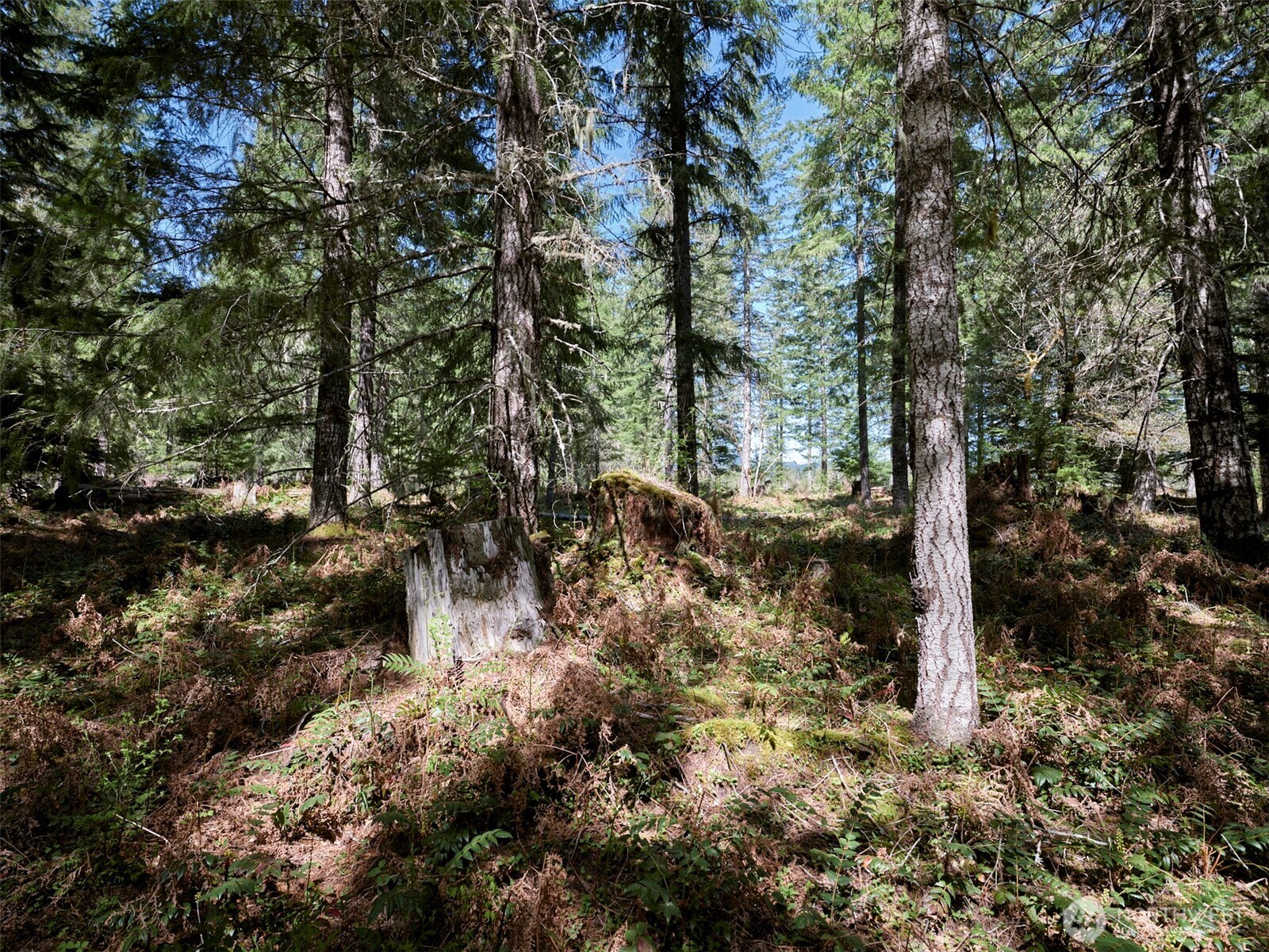 2 Loowit Lane Cougar WA 98616