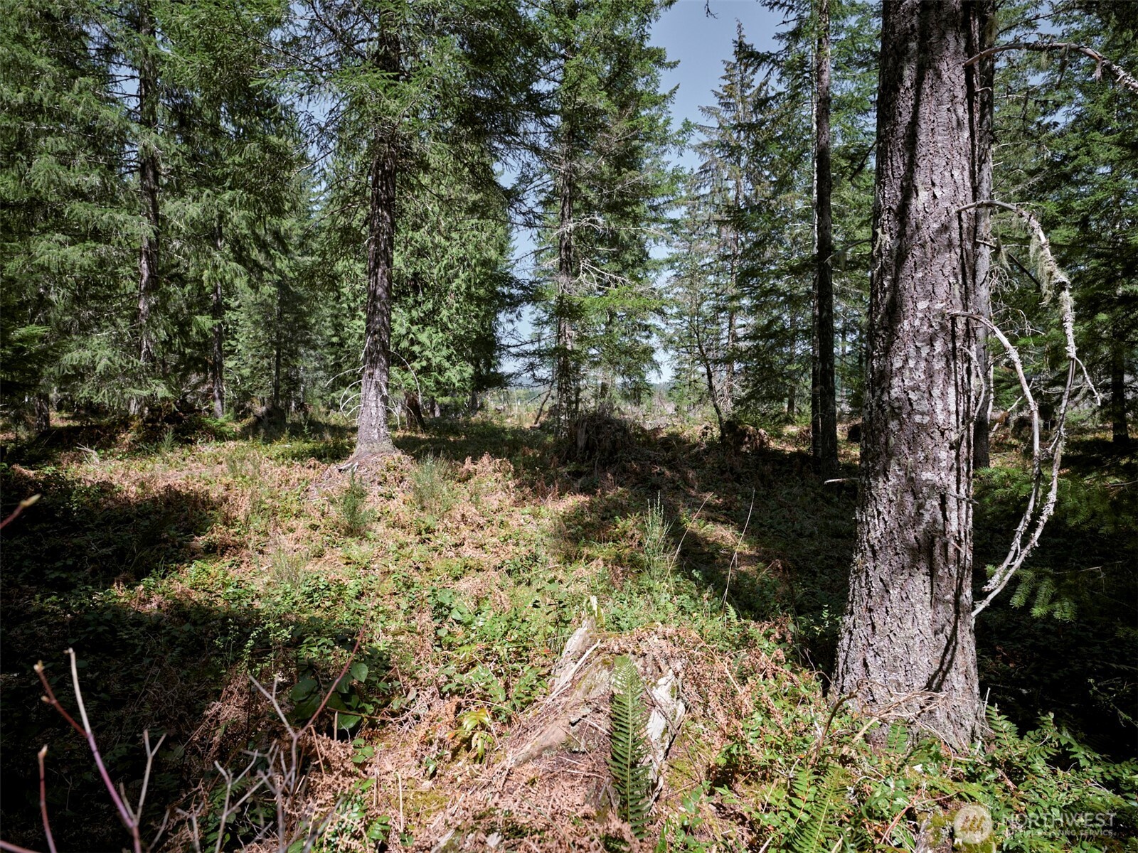 2 Loowit Lane Cougar WA 98616