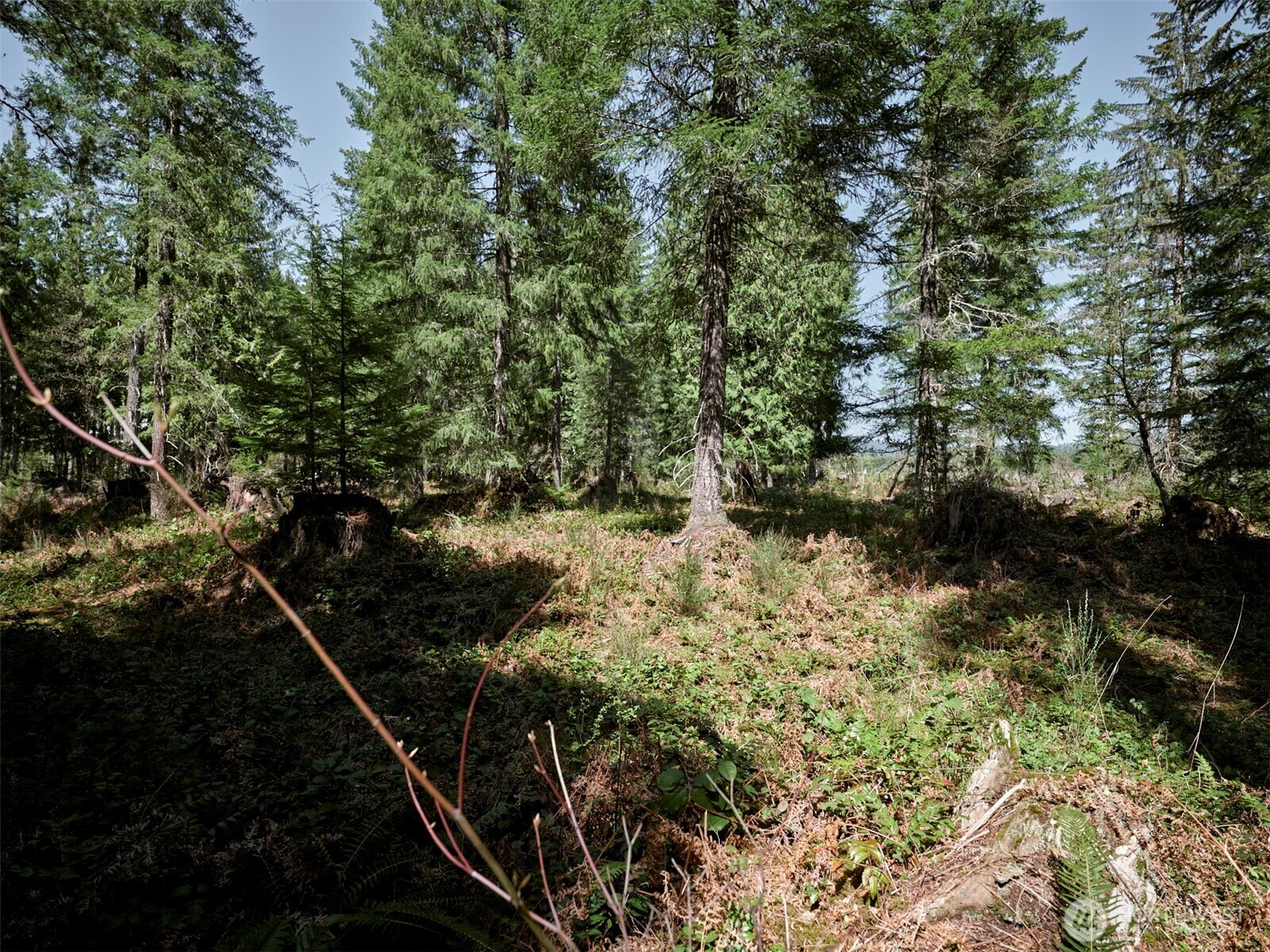 2 Loowit Lane Cougar WA 98616