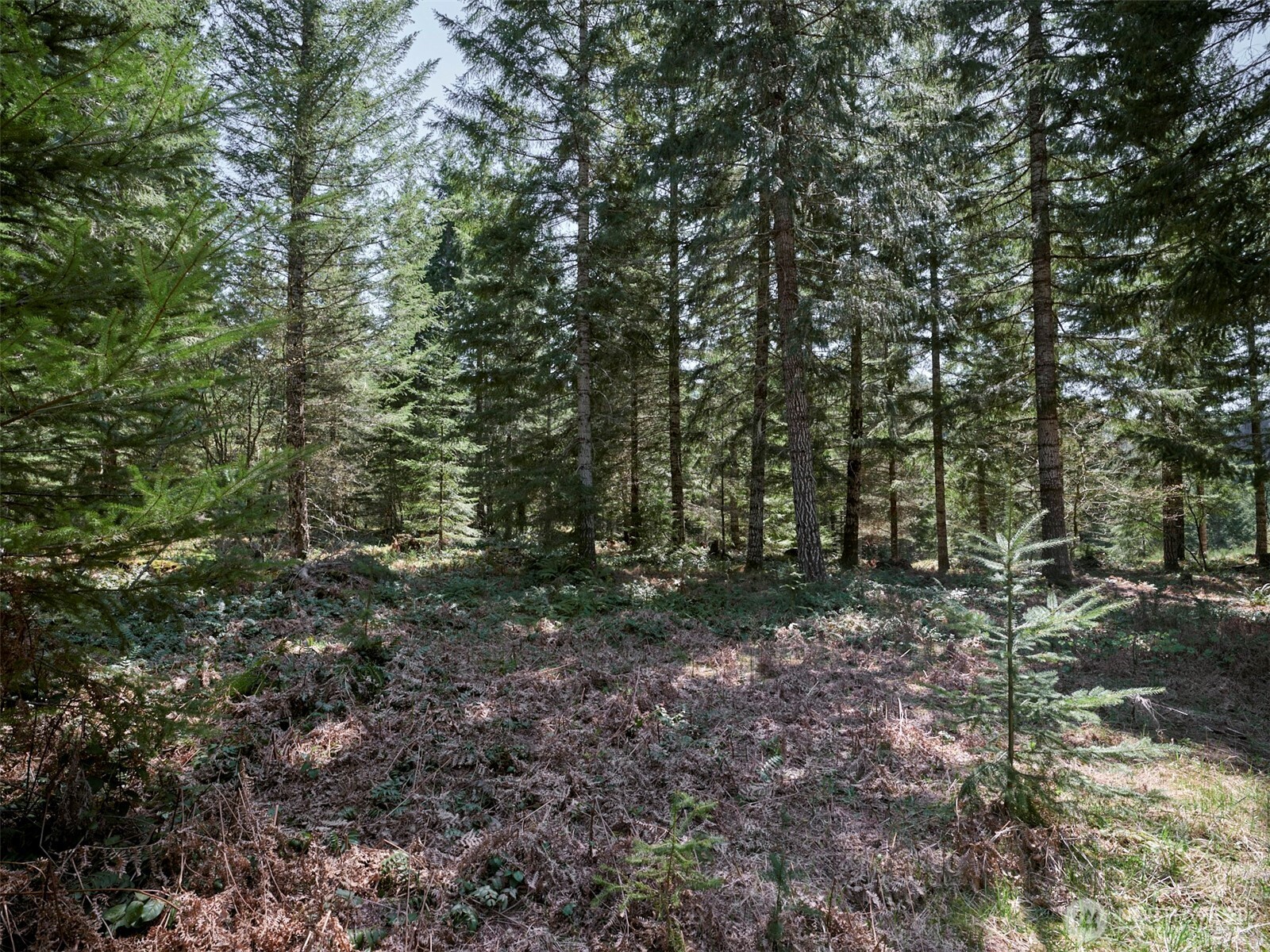 2 Loowit Lane Cougar WA 98616