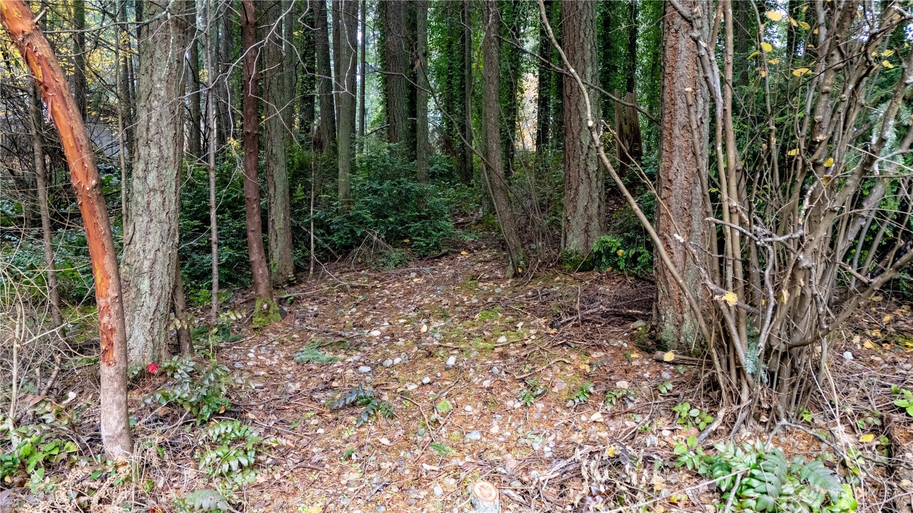 6943 20th Avenue E Lacey WA 98503
