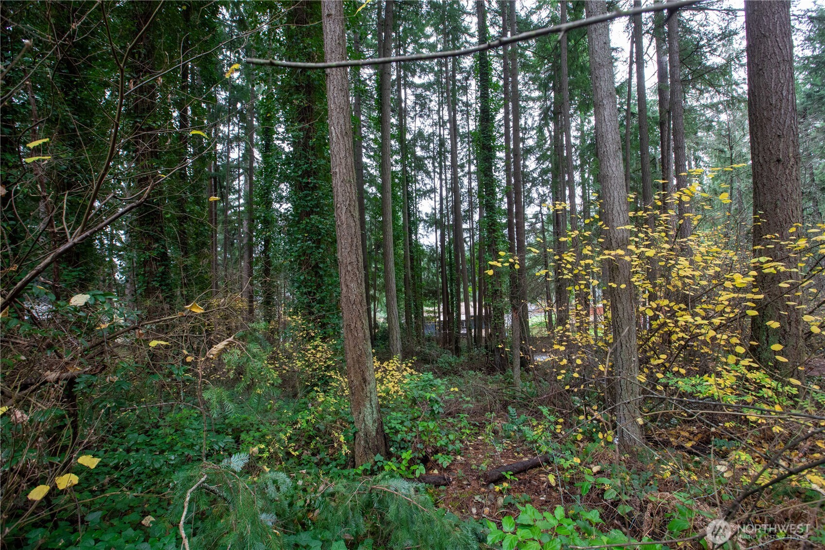 6943 20th Avenue E Lacey WA 98503