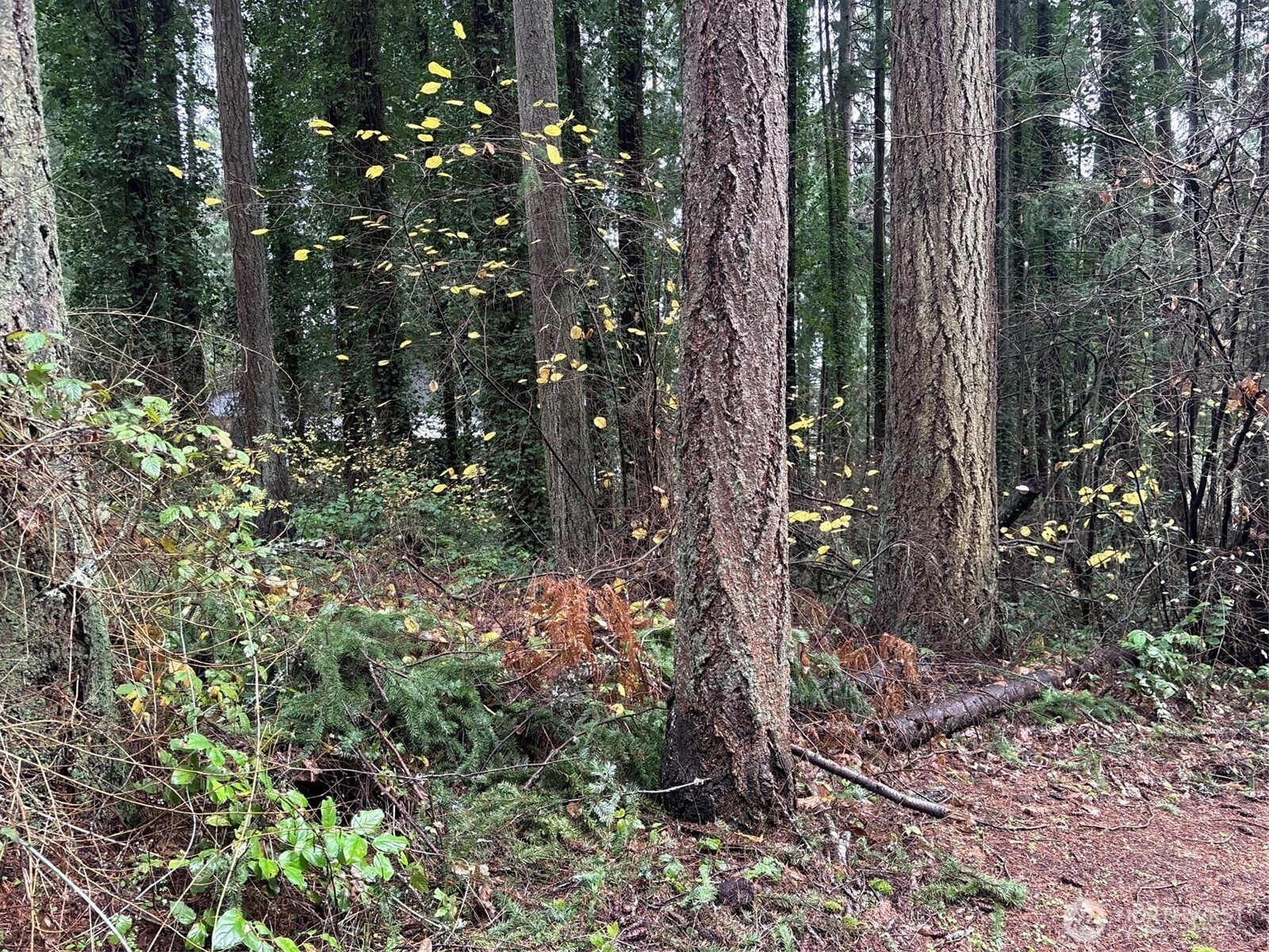 6943 20th Avenue E Lacey WA 98503