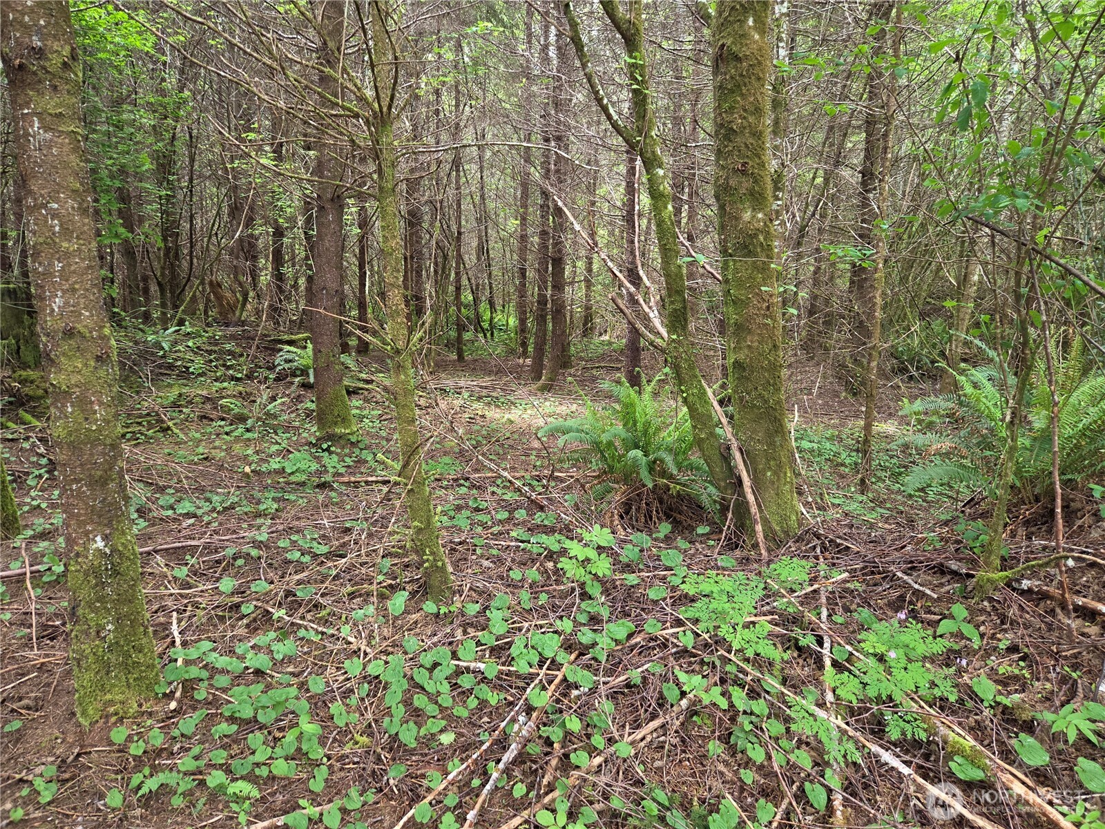 13 Beaver Hill Lane Montesano WA 98563
