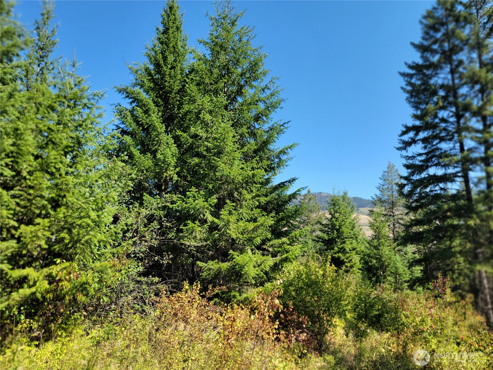9999 Lone Ranch Road Danville WA 99121