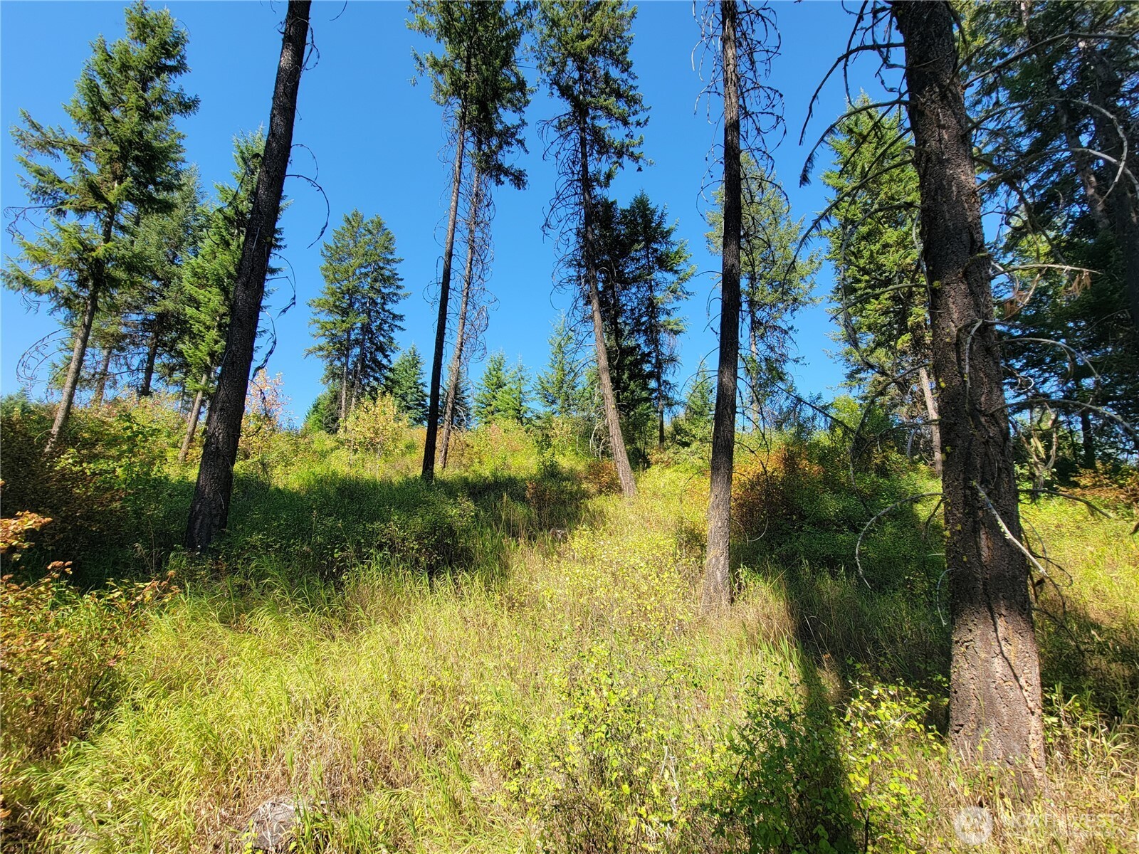9999 Lone Ranch Road Danville WA 99121