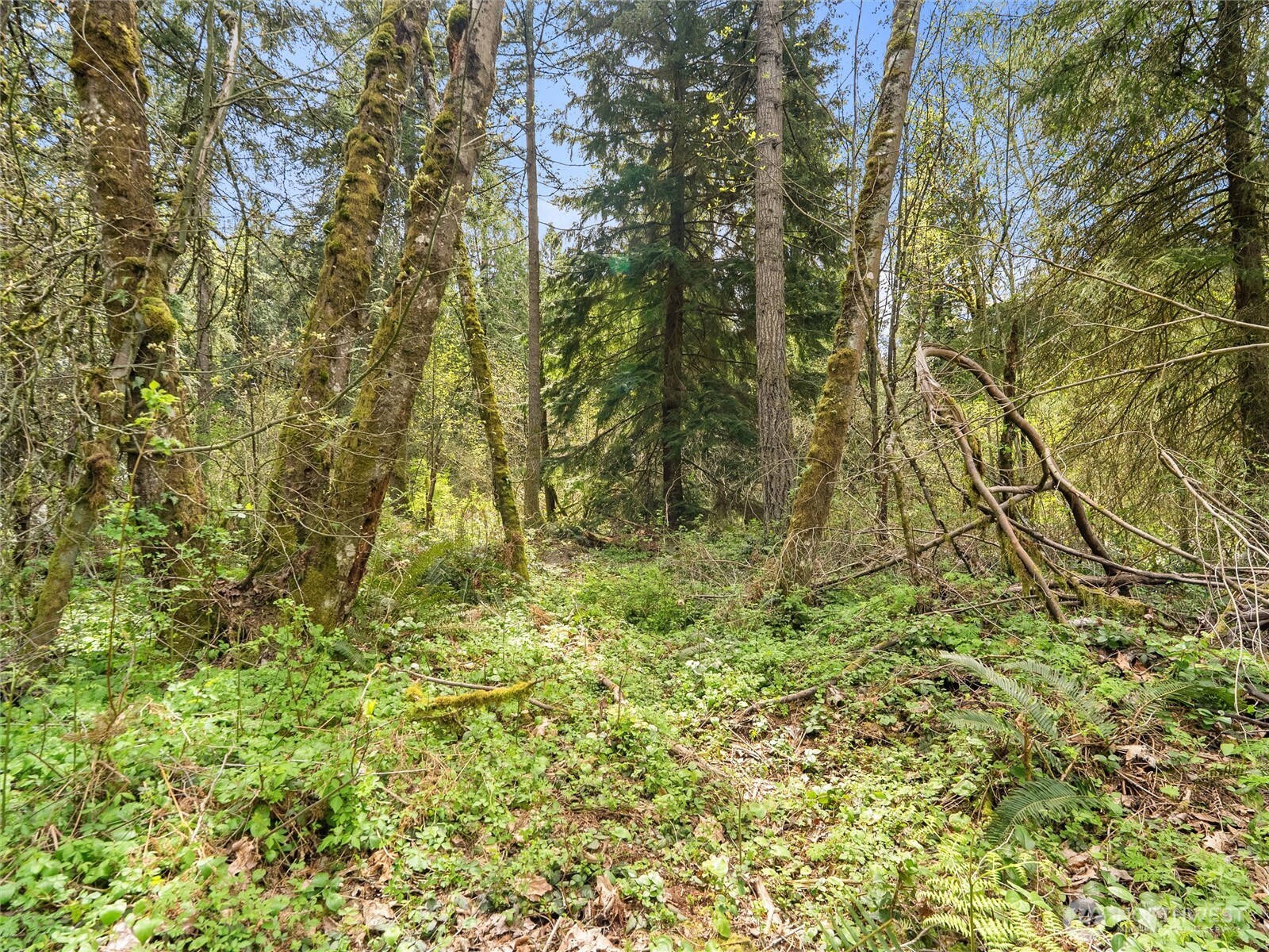 67 258th Avenue NE Redmond WA 98053