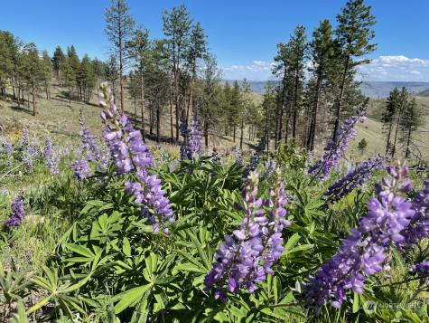 436 Antoine Creek Road Chelan WA 98816