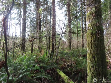 3898 State Route 6 Chehalis WA 98532
