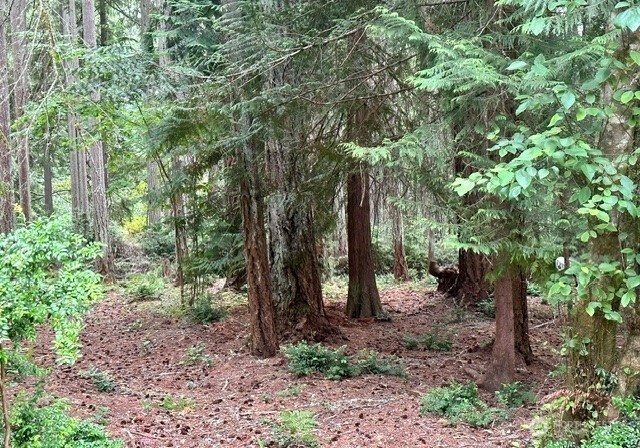 12514 93rd Street Court Anderson Island WA 98303