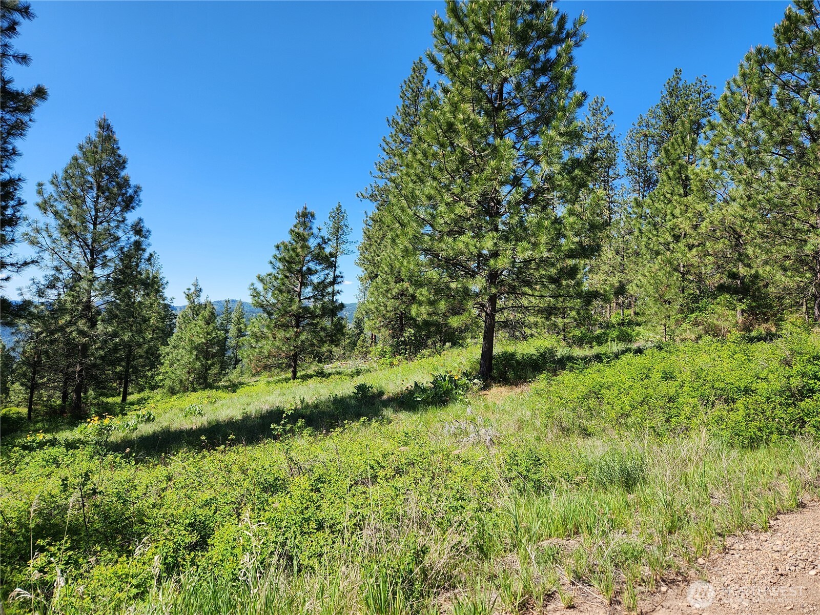 0 Gold Mountain Road Republic WA 99166