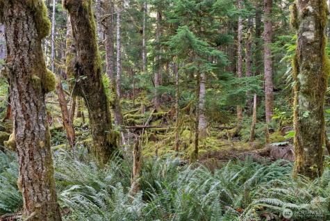 1 Skate Creek Road N Morton WA 98356