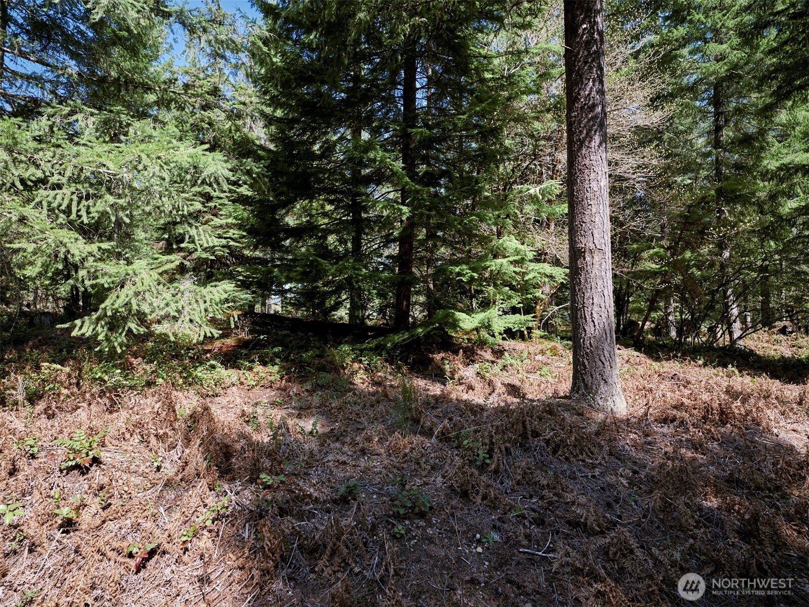 1 Loowit Lane Cougar WA 98616