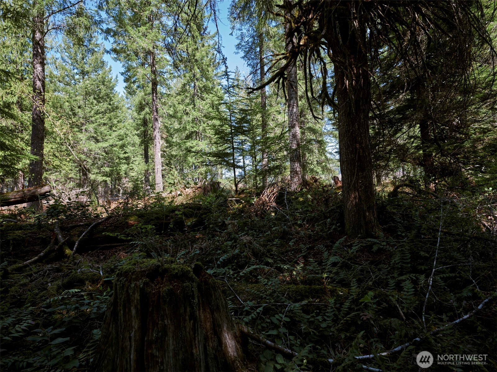1 Loowit Lane Cougar WA 98616