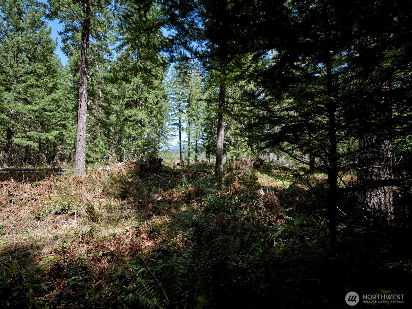 1 Loowit Lane Cougar WA 98616