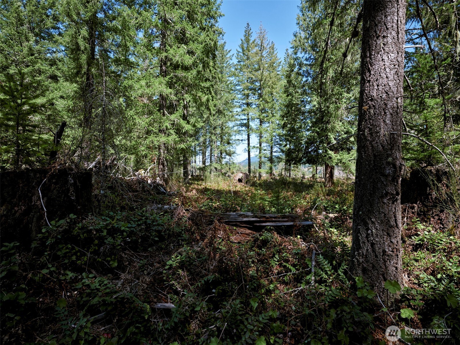 1 Loowit Lane Cougar WA 98616