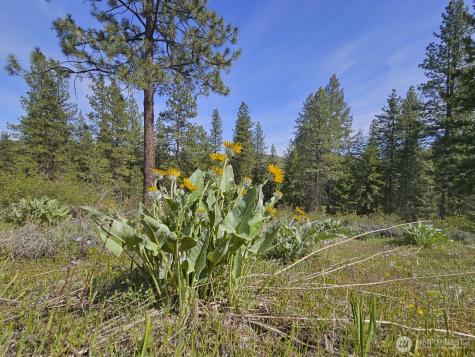 0 Whitebark Lane Winthrop WA 98862