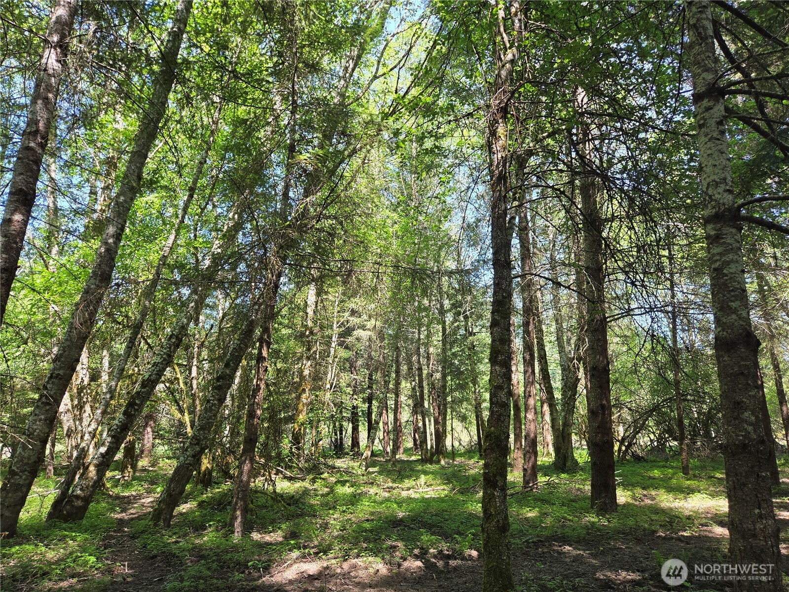 123 Campfire Lane Packwood WA 98361