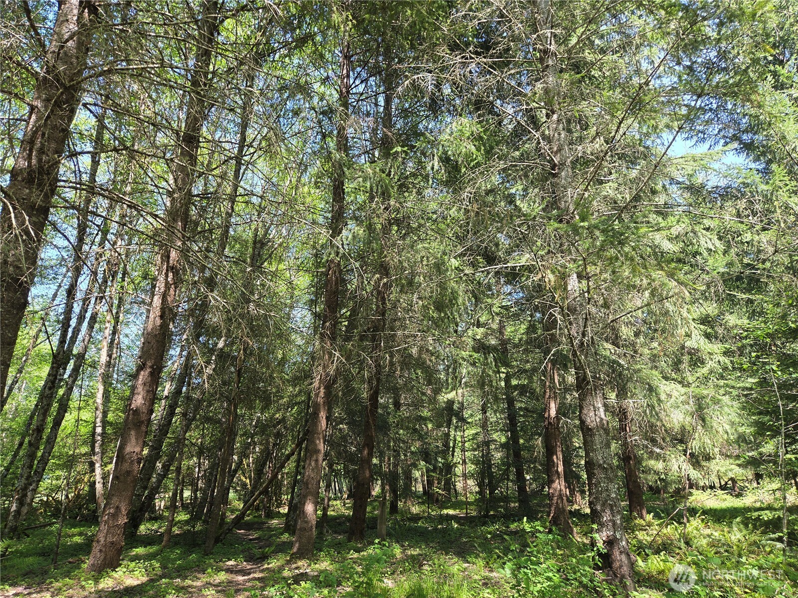 123 Campfire Lane Packwood WA 98361