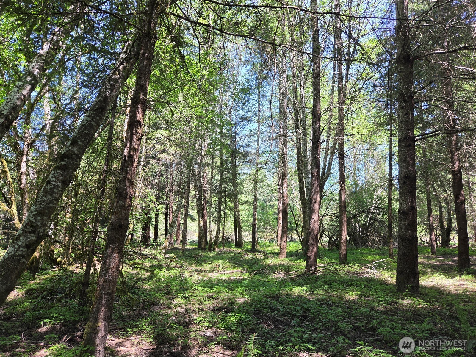 123 Campfire Lane Packwood WA 98361