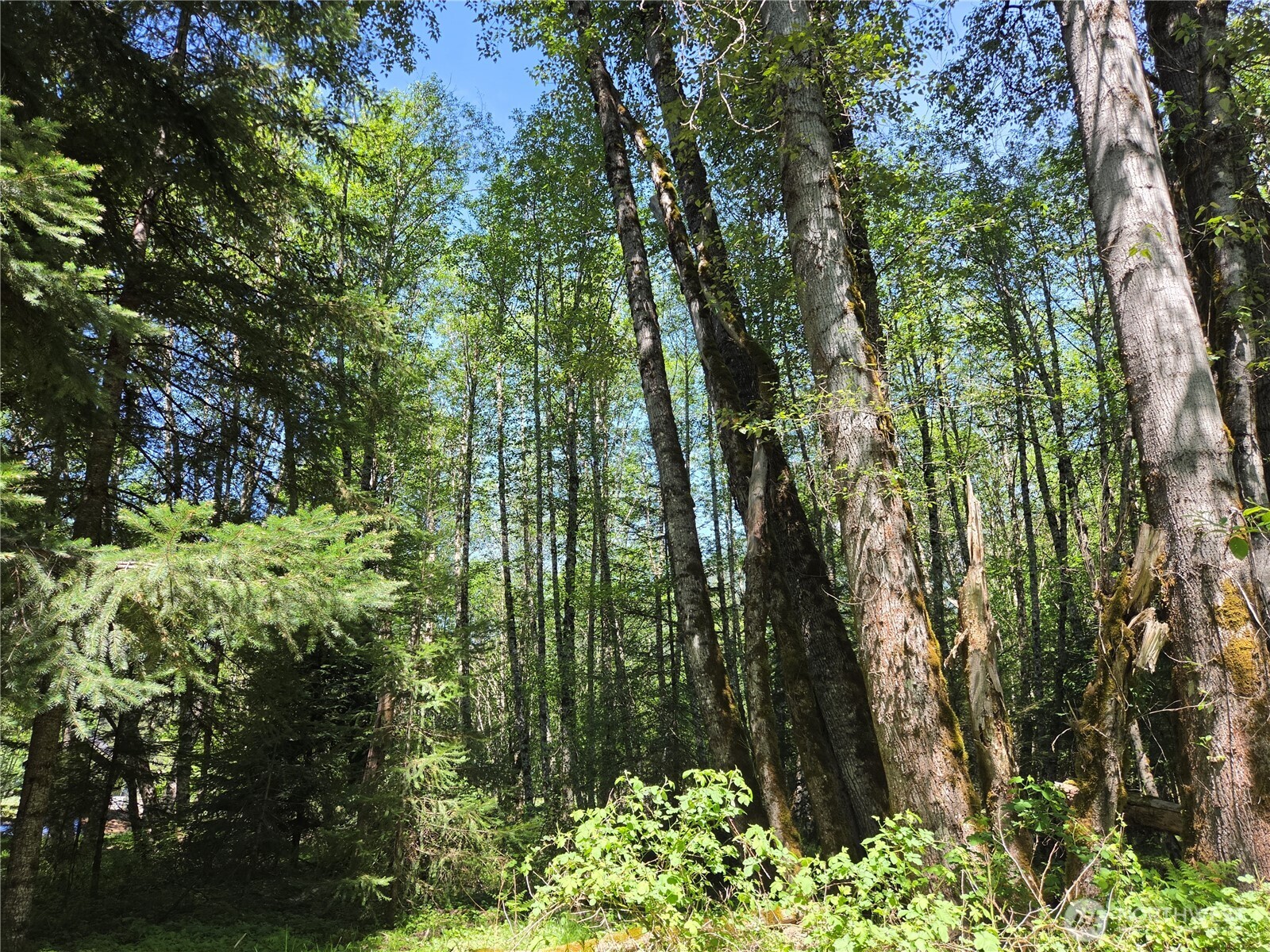 123 Campfire Lane Packwood WA 98361