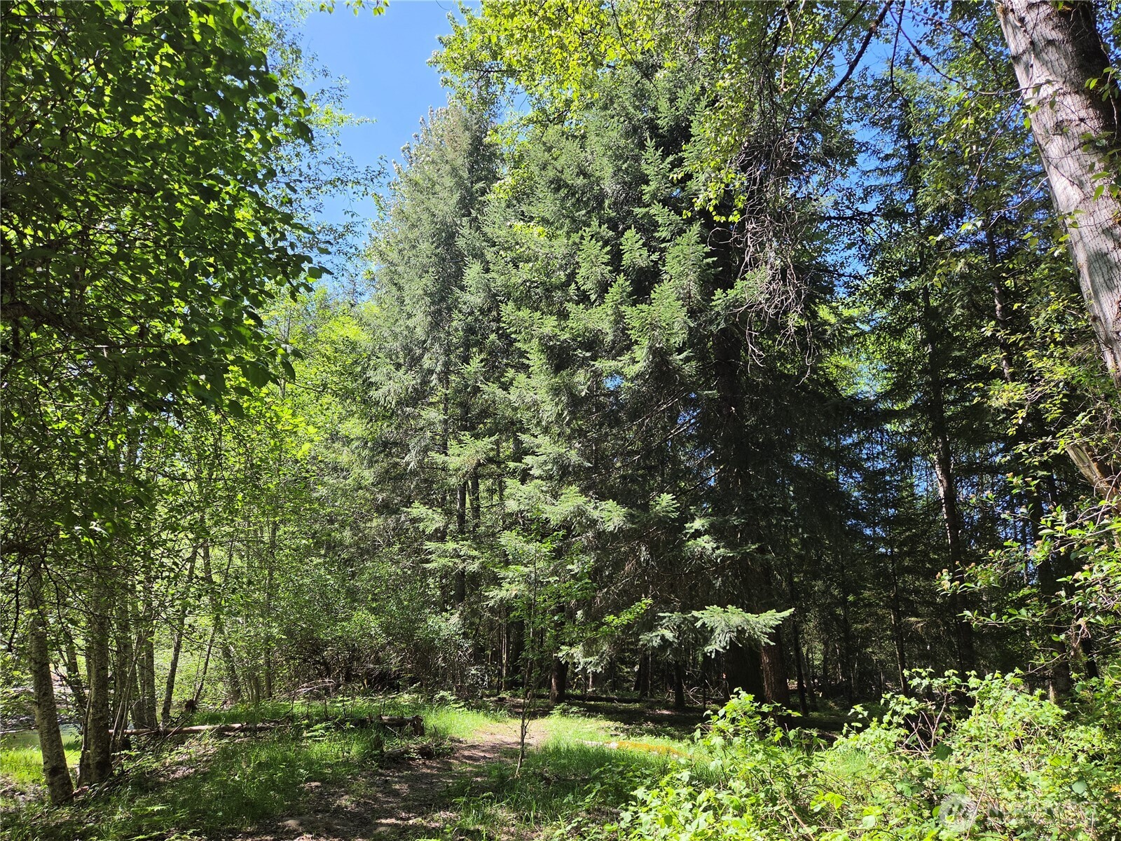 123 Campfire Lane Packwood WA 98361
