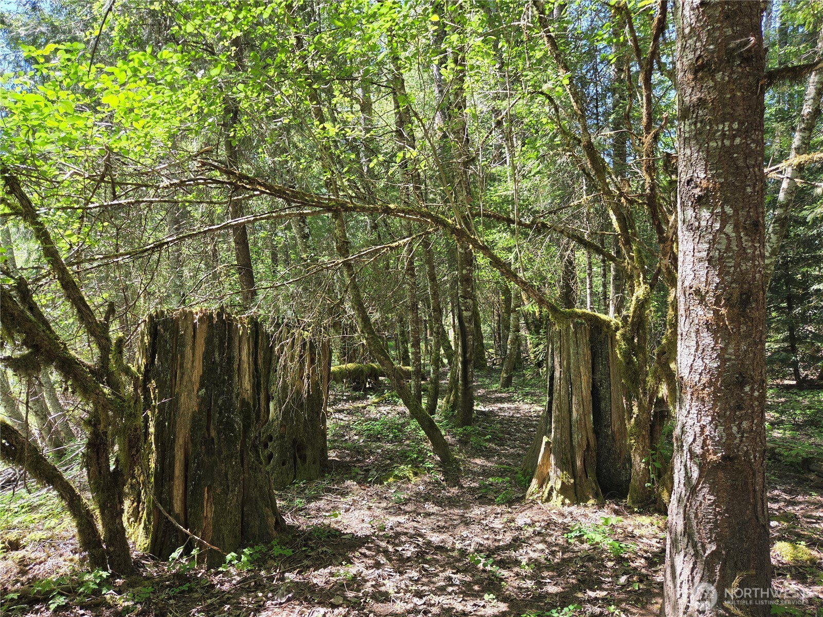 123 Campfire Lane Packwood WA 98361