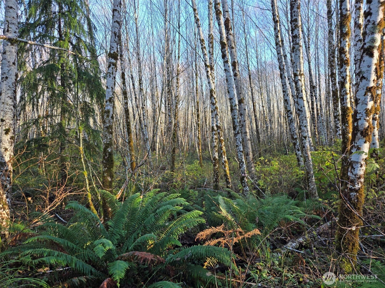0 North River Road Cosmopolis WA 98537