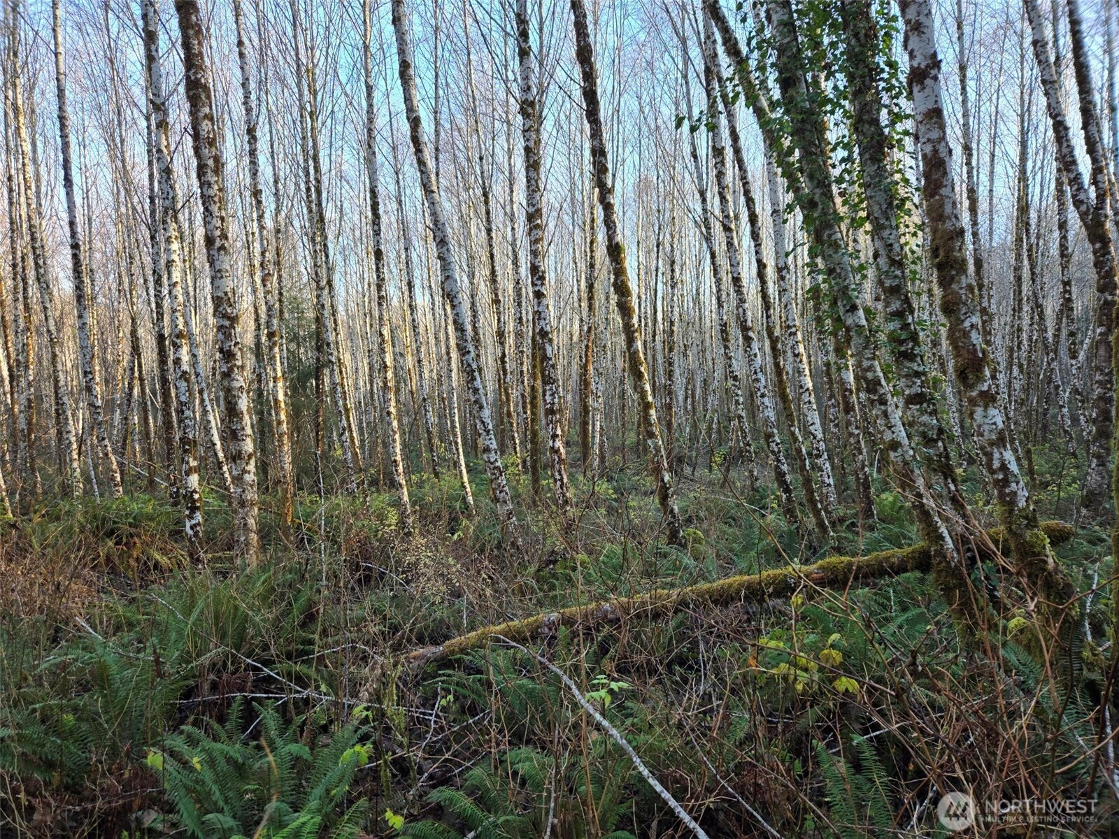 0 North River Road Cosmopolis WA 98537