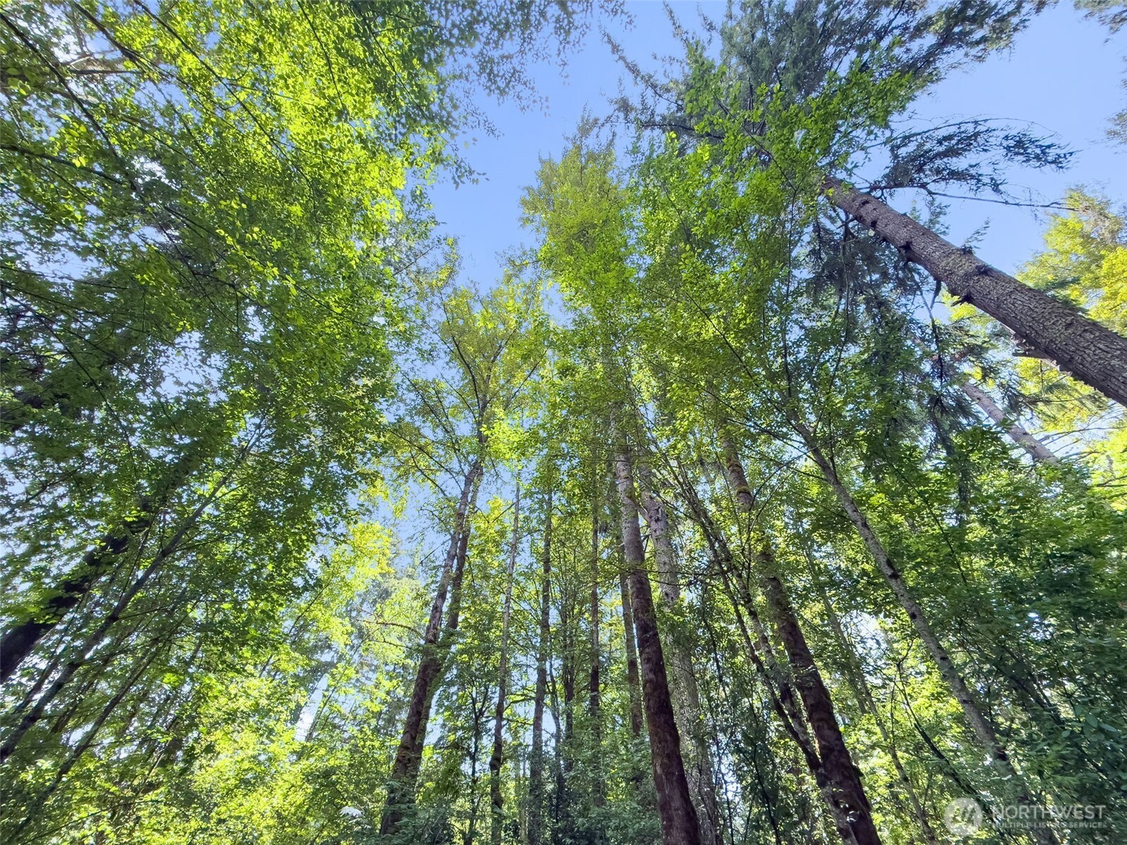 0 Us Highway 12 Glenoma WA 98336
