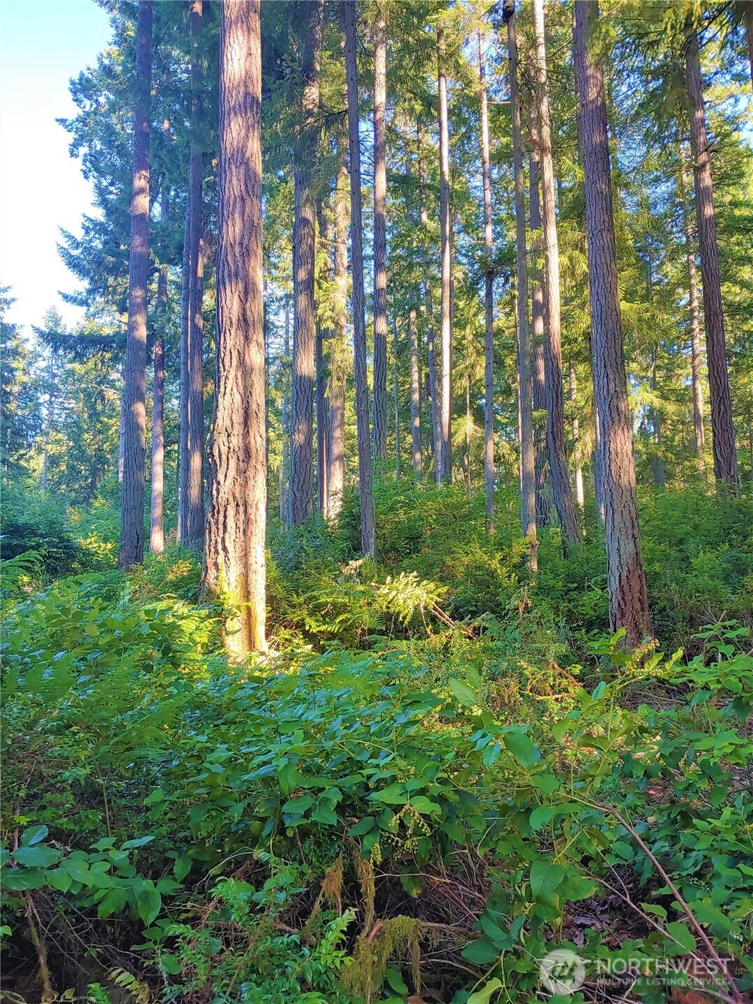 11302 106th Street Anderson Island WA 98303