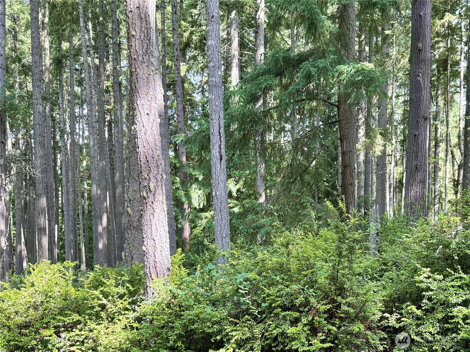 12914 E 101st Street Court Anderson Island WA 98303