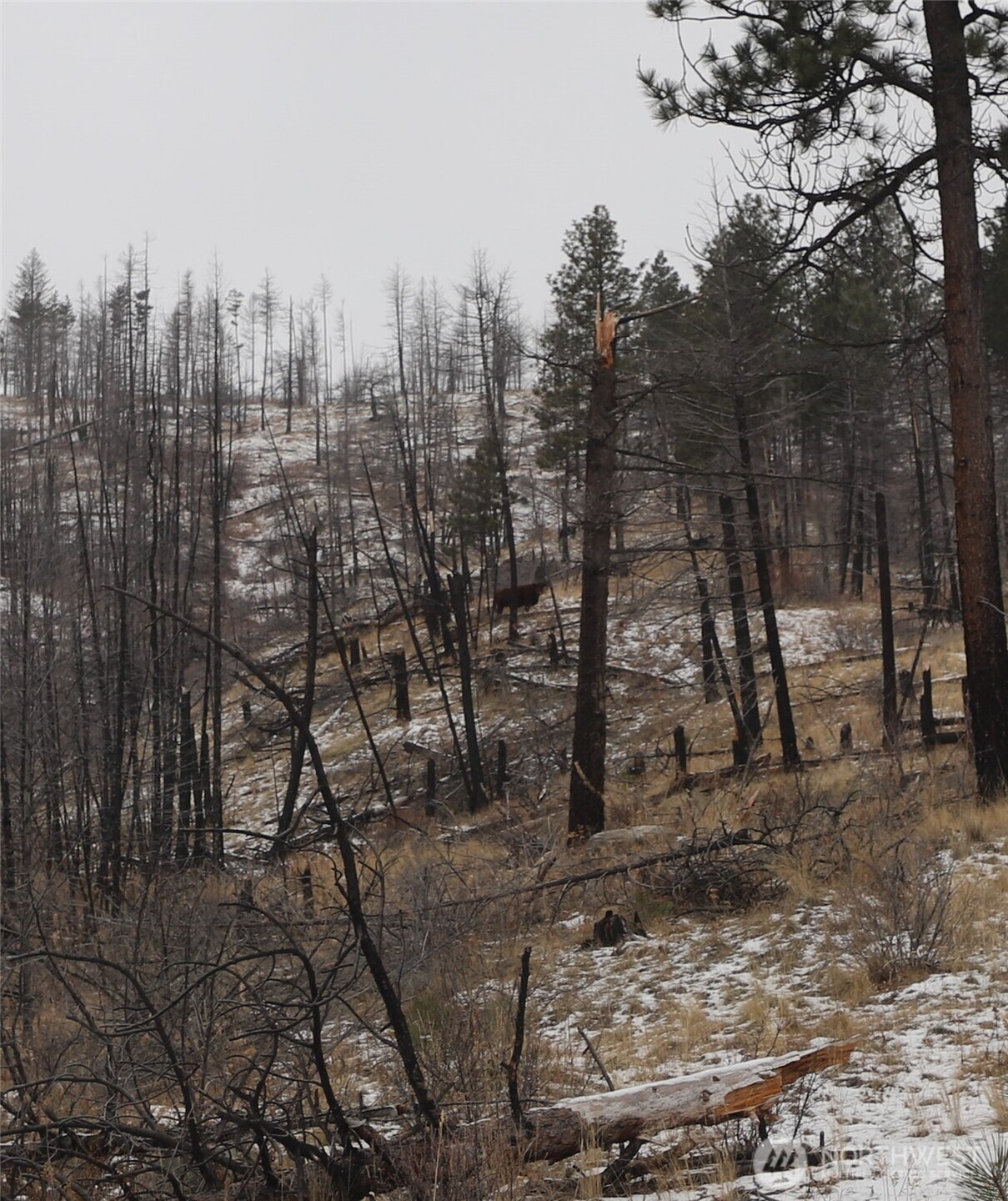 0 Red Feather Lot 16 Tonasket WA 98849