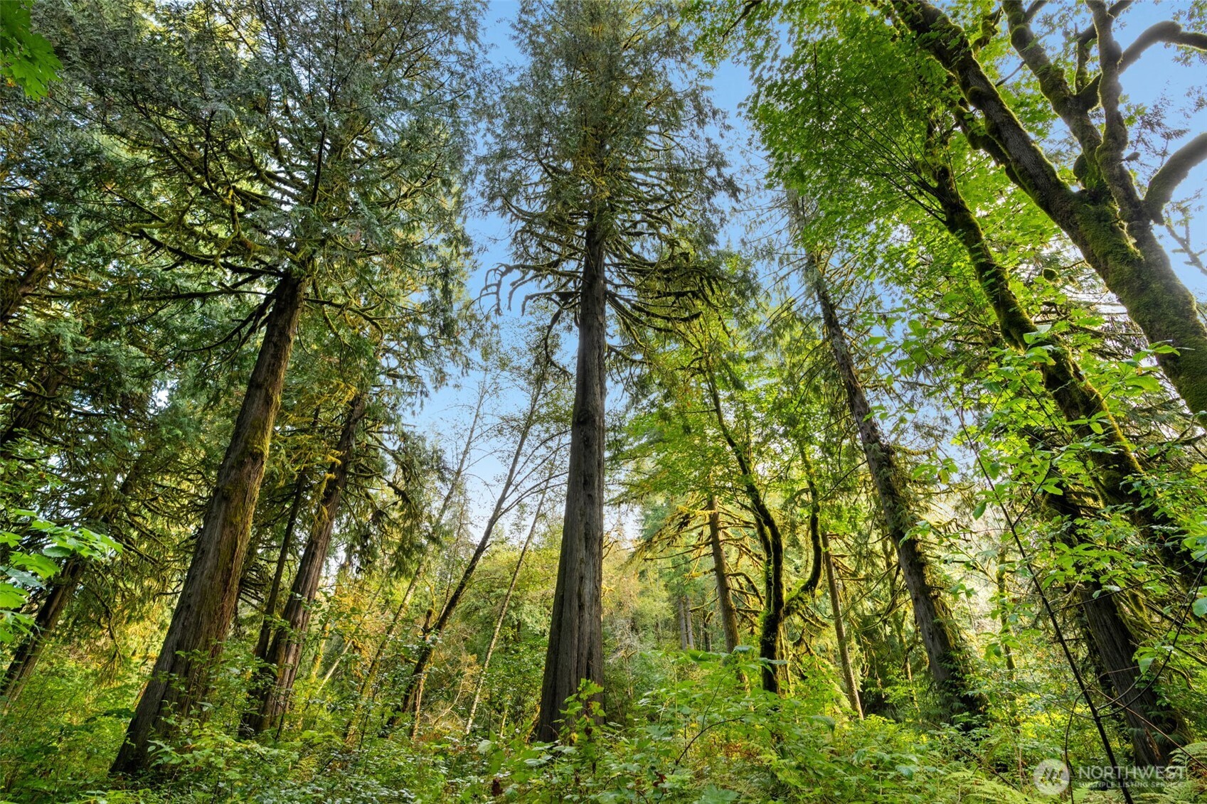 0 NE Cedar Creek Road Woodland WA 98674