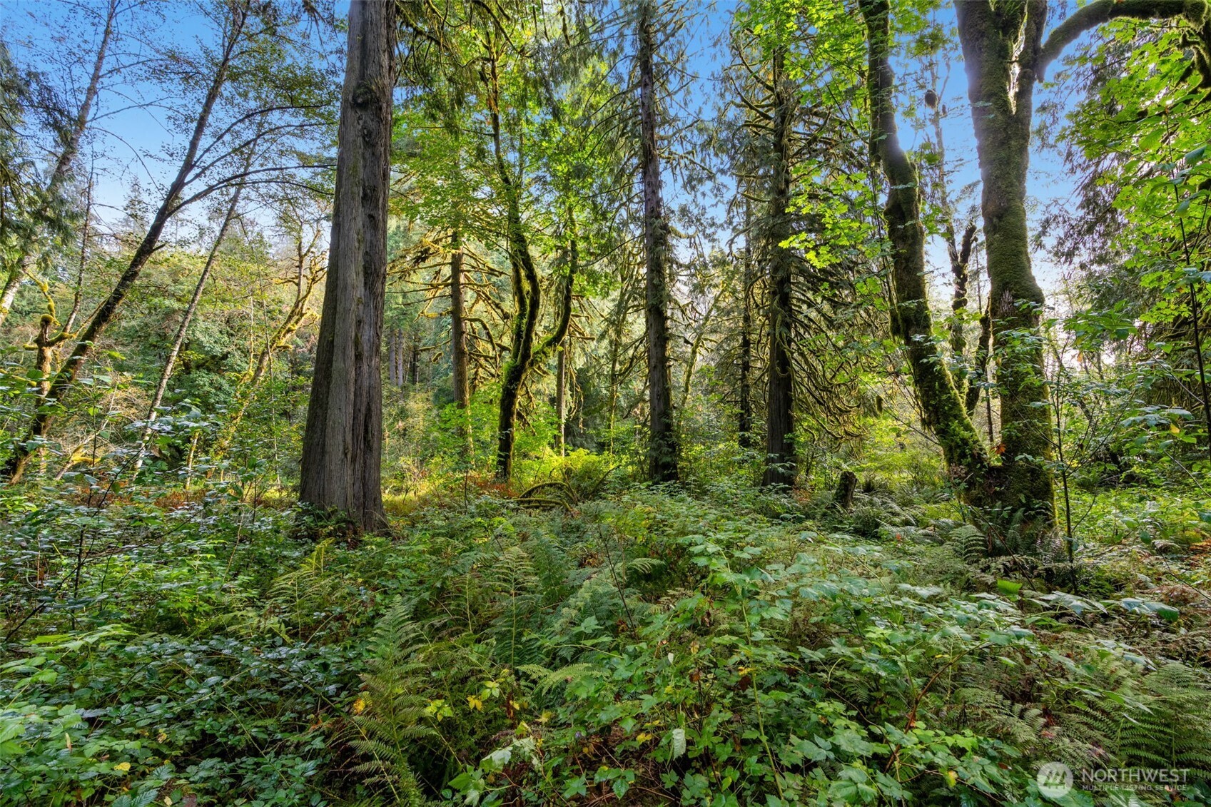 0 NE Cedar Creek Road Woodland WA 98674
