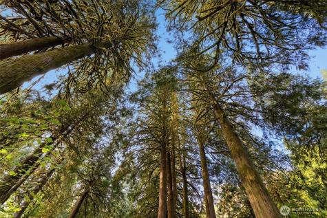 0 NE Cedar Creek Road Woodland WA 98674