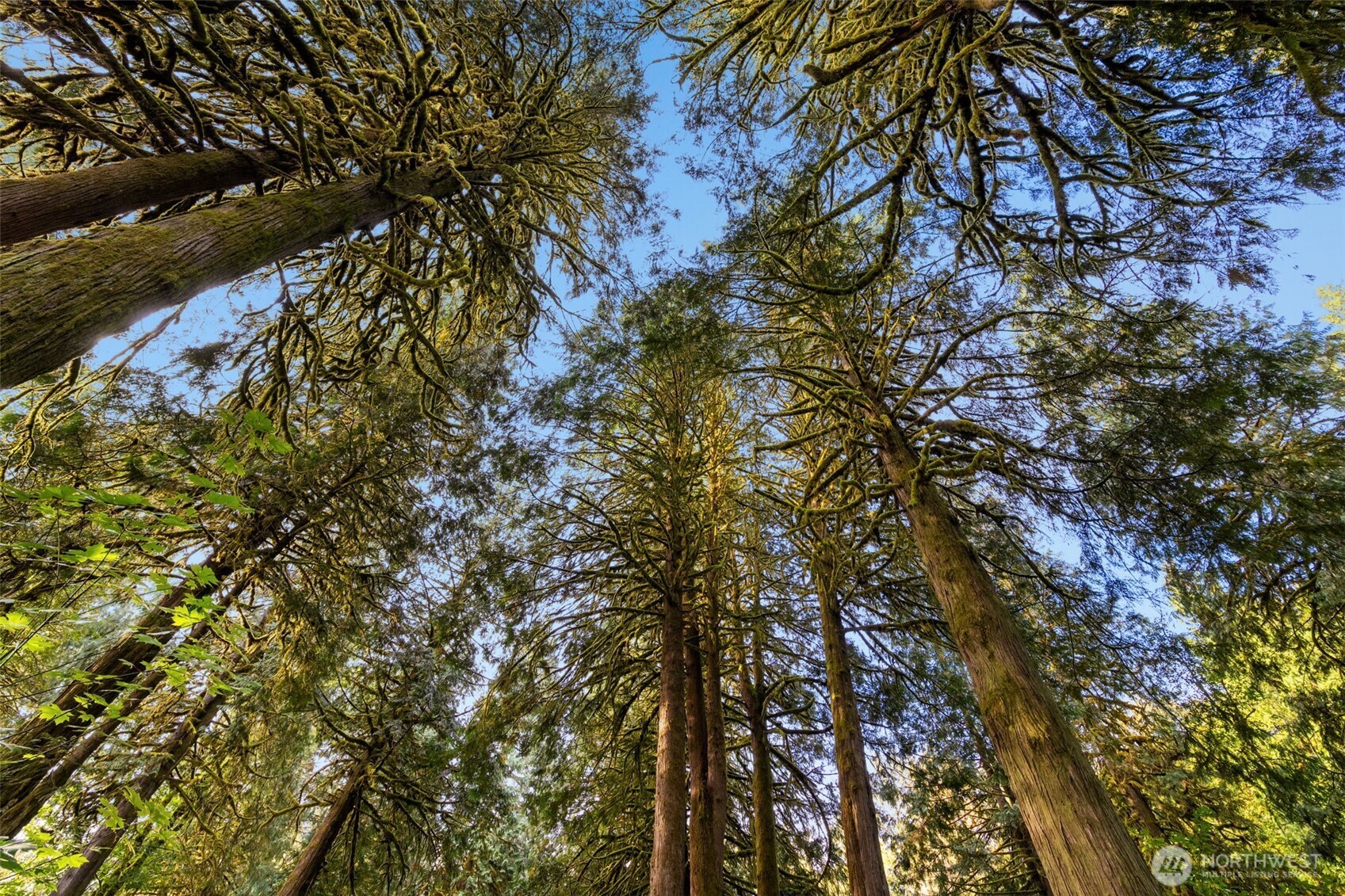 0 NE Cedar Creek Road Woodland WA 98674