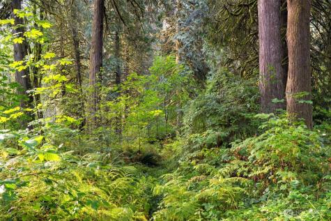 0 NE Cedar Creek Road Woodland WA 98674