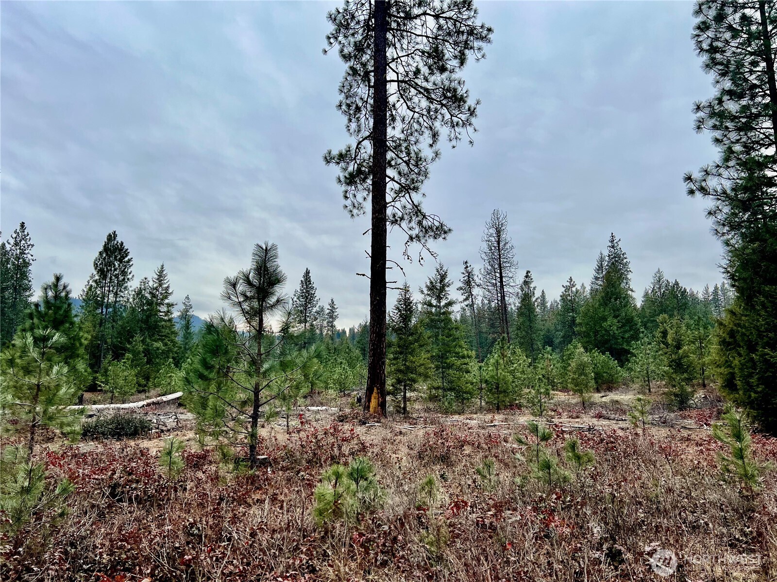 0 Hwy 25 N Northport WA 99157